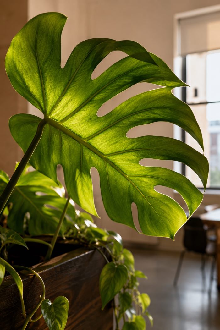 Close-up of a backlit monstera leaf, sunlight showing the veins through the green