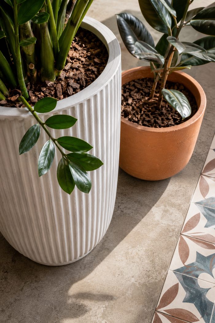 A ZZ plant in a ribbed white planter beside a rubber plant in a terracotta pot on a concrete floor
